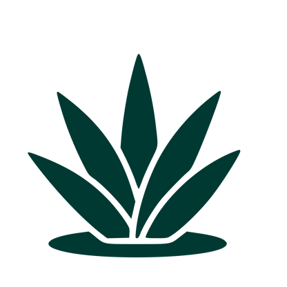 Agave Plant Logo #003932